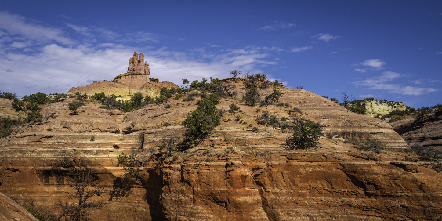 Gallup Tree Services