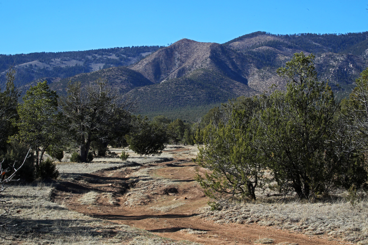 Roswell Tree Services